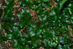 Pyrola alboreticulata