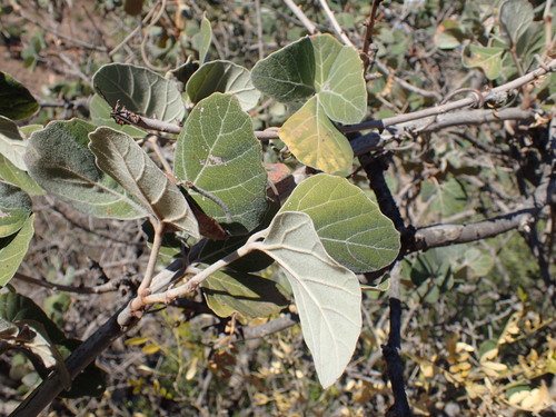 Image of Rhoicissus sekhukhuniensis by (c) Mahomed Desai, some rights reserved (CC BY)
