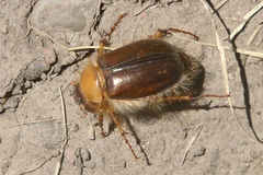 Phobetus comatus