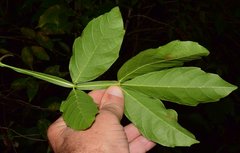 Paullinia sessiliflora