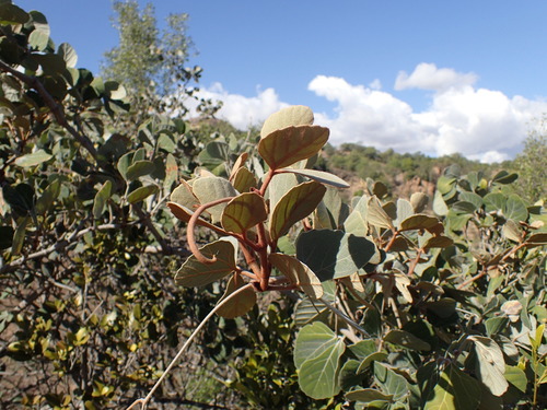 Image of Rhoicissus sekhukhuniensis by (c) Mahomed Desai, some rights reserved (CC BY)
