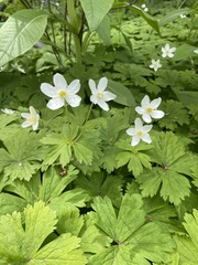 Anemonastrum baicalense