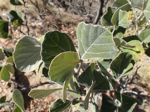 Image of Rhoicissus sekhukhuniensis by (c) Mahomed Desai, some rights reserved (CC BY)