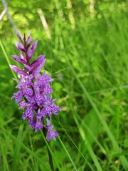 Dactylorhiza fuchsii