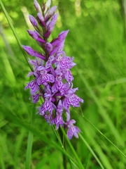 Dactylorhiza fuchsii