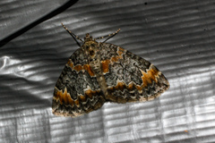 Dysstroma hersiliata