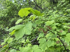 Ribes atropurpureum