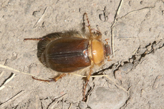 Phobetus comatus