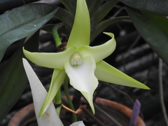 Angraecum sesquipedale