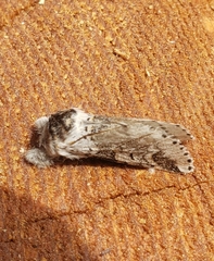 Furcula scolopendrina