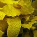 Ecklonia radiata - Photo (c) David Muirhead, algunos derechos reservados (CC BY-NC), uploaded by David Muirhead
