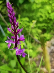 Dactylorhiza fuchsii