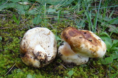 Amanita torrendii