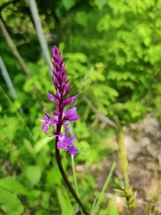 Dactylorhiza fuchsii