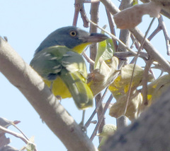 Malaconotus blanchoti