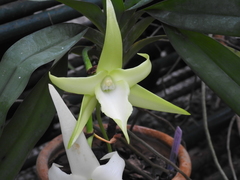 Angraecum sesquipedale