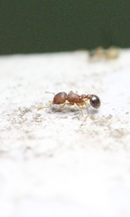 Tetramorium lanuginosum