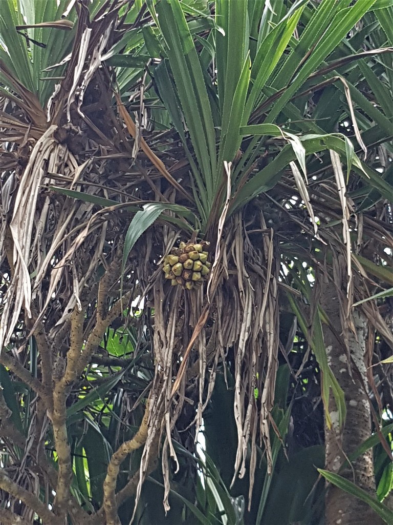 Pandanus vandamii
