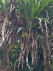 Pandanus vandamii image