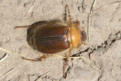 Phobetus comatus