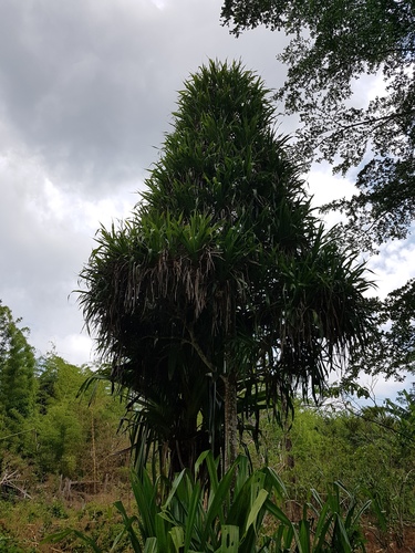 Pandanus vandamii image