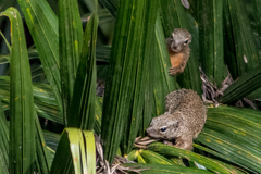 Heliosciurus gambianus