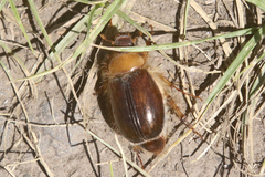 Phobetus comatus