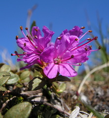 Rhododendron lapponicum