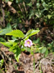Mostuea brunonis
