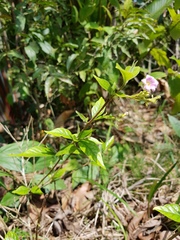 Mostuea brunonis