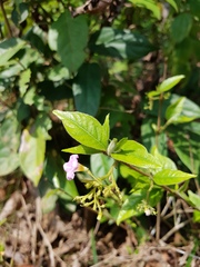 Mostuea brunonis
