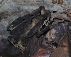 Incilius leucomyos