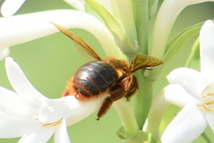 Xylocopa tranquebarica