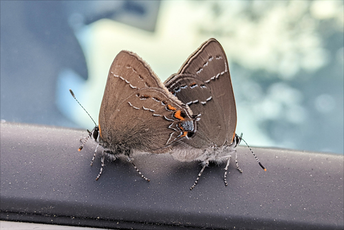 Oak Hairstreak photo 5
