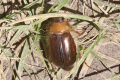 Phobetus comatus