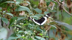 Heliconius eleuchia
