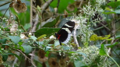 Heliconius eleuchia