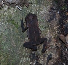 Incilius leucomyos