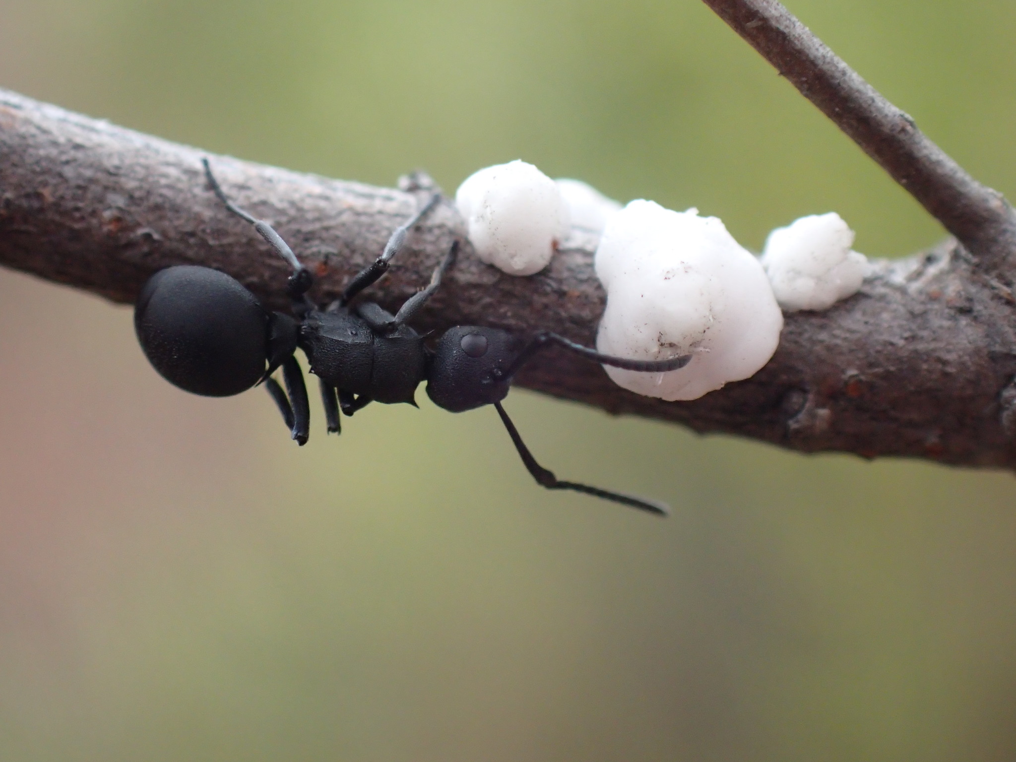 Polyrhachis viscosa