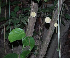 Carpotroche platyptera