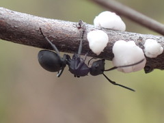 Polyrhachis viscosa
