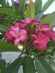 Plumeria rubra