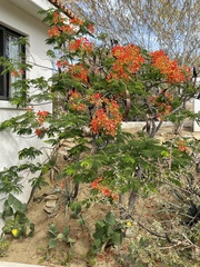 Delonix regia