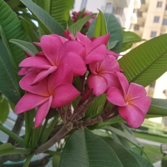 Plumeria rubra