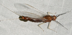 Isonychia bicolor