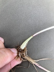 Phleum pratense nodosum