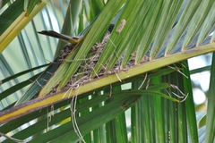 Pycnonotus barbatus layardi