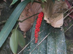 Anthurium bakeri