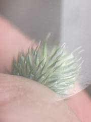 Phleum pratense nodosum