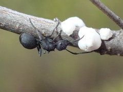 Polyrhachis viscosa